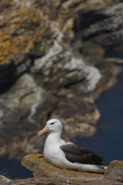 Albatross Black Browed Thalassarche Melanophrys Siedzi Klifach West Point Island — Zdjęcie stockowe