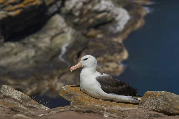 Albatross Black Browed Thalassarche Melanophrys Siedzi Klifach West Point Island — Zdjęcie stockowe