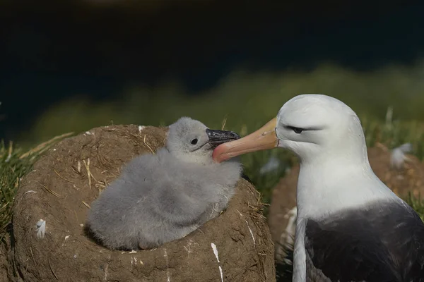 Albatros Cejas Negras Thalassarche Melanophrys Acicalando Polluelo Los Acantilados West —  Fotos de Stock