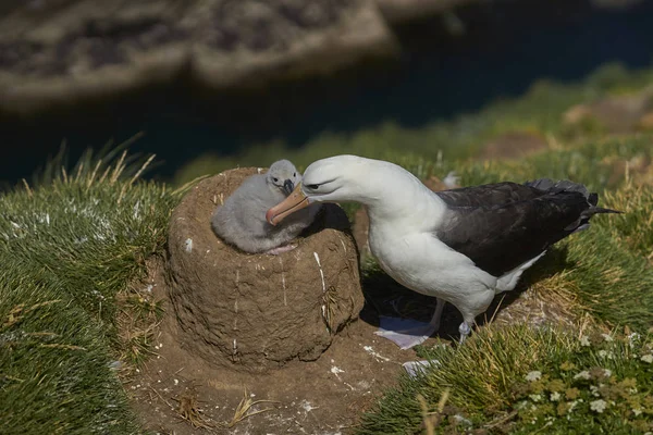 Albatros Cejas Negras Thalassarche Melanophrys Acicalando Polluelo Los Acantilados West —  Fotos de Stock