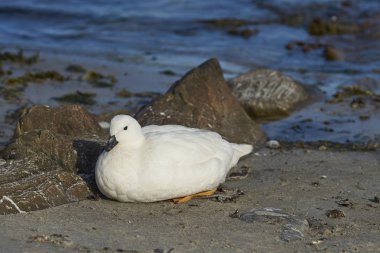 Erkek esmer Su yosunu karkas Adası Falkland Adaları'nda sahilde oturan kaz (Chloephaga boş malvinarum).