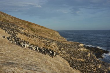 Falkland Adalarındaki coast karkas adada imparatorluk Tepeli karabatak (Phalacrocorax atriceps albiventer) koloni üreme.