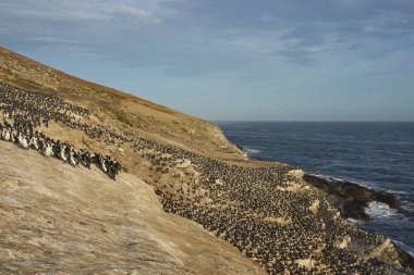 Falkland Adalarındaki coast karkas adada imparatorluk Tepeli karabatak (Phalacrocorax atriceps albiventer) koloni üreme.