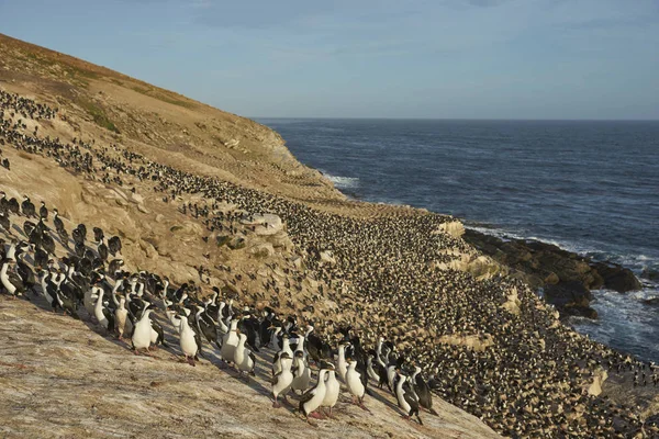 Falkland Adalarındaki coast karkas adada imparatorluk Tepeli karabatak (Phalacrocorax atriceps albiventer) koloni üreme.