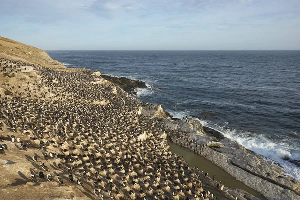 포클랜드 제도에서 시체의 식민지 Phalacrocorax Atriceps Albiventer — 스톡 사진