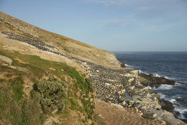 Размножающаяся Колония Империал Шаг Phalacrocorax Atriceps Albiventer Побережье Острова Каркас — стоковое фото