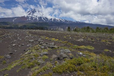 Volcano Llaima (3125 meters) rising above the lava fields and forests of Conguillio National Park in the Araucania region of southern Chile                                clipart