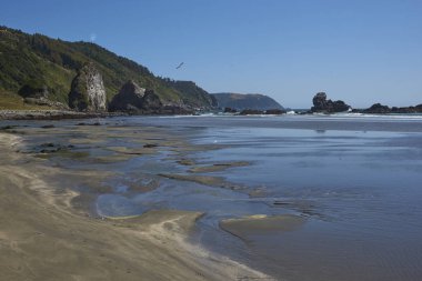 Pilolcura Valdivia yakınındaki güney Şili'nın Pasifik kıyısındaki uzak kumsalda.