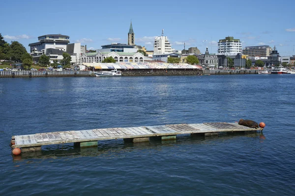 Valdivia Los Lagos Chile Ocak 2018 Waterfront Valdivia Calle Calle — Stok fotoğraf