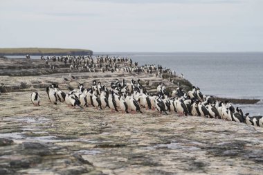 Falkland Adaları 'ndaki Bleaker Adası kıyılarında Imperial Shag (Phalacrocorax atriceps albiventer) grubu