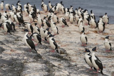 Falkland Adaları 'ndaki Bleaker Adası kıyılarında Imperial Shag (Phalacrocorax atriceps albiventer) grubu