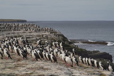 Falkland Adaları 'ndaki Bleaker Adası kıyılarında Imperial Shag (Phalacrocorax atriceps albiventer) grubu