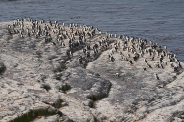 İmparatorluk Tepeli karabatak (Phalacrocorax atriceps albiventer) Falkland Adaları Bleaker sahil adada büyük grup