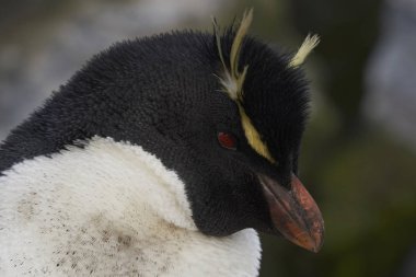 Rockhopper Penguenleri (Eudyptes chrysocome) Falkland Adaları 'ndaki Bleaker Adası' nın kayalıklarında yuvalanırlar.