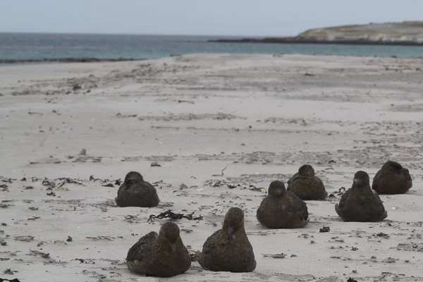 Grupo Falkland Skua Catharacta Antarctica Uma Praia Areia Ilha Bleaker — Fotografia de Stock
