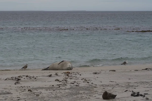 Leopard Seal Hydrurga Leptonyx Покоится Песчаном Пляже Bleaker Island Фолклендских — стоковое фото