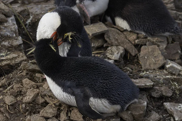 Pinguini Rockhopper Eudyptes Chrysocome Nel Loro Sito Nidificazione Sulle Scogliere — Foto Stock