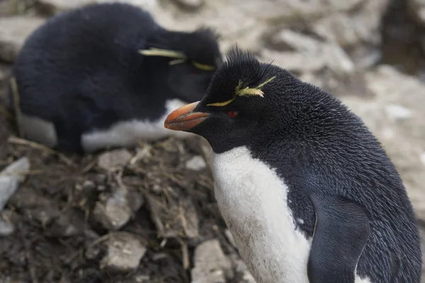 Πιγκουίνοι Rockhopper Eudyptes Chrysocome Στο Χώρο Ωοτοκίας Τους Στα Βράχια — Φωτογραφία Αρχείου