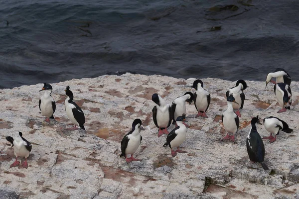 Groupe Shag Impérial Phalacrocorax Atriceps Albiventer Sur Côte Île Bleaker — Photo