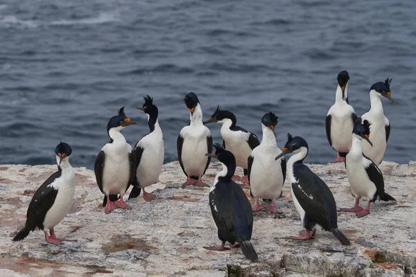 Grupp Imperial Shag Phalacrocorax Atriceps Albiventer Bleaker Islands Kust Falklandsöarna — Stockfoto