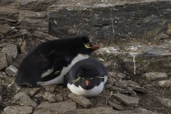 Pingouins Des Montagnes Rocheuses Eudyptes Chrysocome Leur Site Nidification Sur — Photo