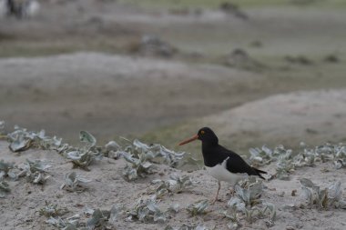 Falkland Adaları'nda kıyıya Bleaker adada Macellan Poyraz kuşugiller (Haematopus leucopodus).