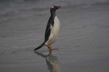 Gentoo penguenleri (Pygoscelis papua) geniş bir kumsalı Bleaker Adası Falkland Adaları'nda üzerine denizden yükselen.