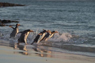 Gentoo Penguen (Pygoscelis papua) Falkland Adaları 'ndaki Bleaker Adası' ndaki kumlu bir sahilden sabahın erken saatlerinde denize açılır..