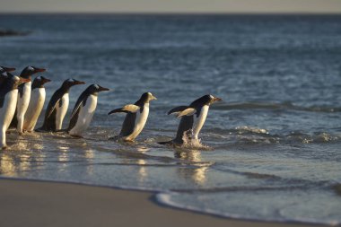 Gentoo Penguen (Pygoscelis papua) Falkland Adaları 'ndaki Bleaker Adası' ndaki kumlu bir sahilden sabahın erken saatlerinde denize açılır..