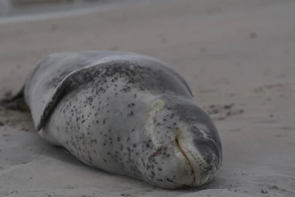 Phoque Léopard Hydrurga Leptonyx Reposant Sur Une Plage Sable Île — Photo