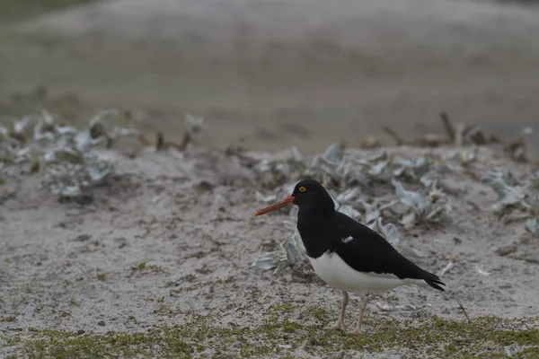 Magellanic Oystercatcher Haematopus Leucopodus Costa Ilha Bleaker Nas Ilhas Malvinas — Fotografia de Stock