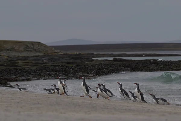 Gentoo Penguins Pygoscelis Papua Moře Velké Písečné Pláži Ostrově Bleaker — Stock fotografie