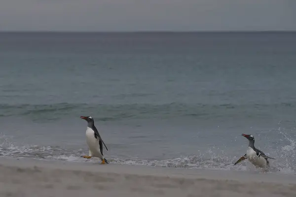 Gentoo Pingwiny Pygoscelis Papua Wyłania Się Morza Dużej Piaszczystej Plaży — Zdjęcie stockowe