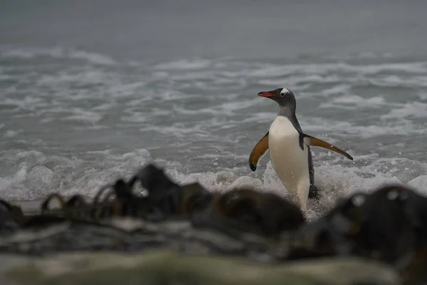 Gentoo Pingwiny Pygoscelis Papua Wyłania Się Morza Dużej Piaszczystej Plaży — Zdjęcie stockowe