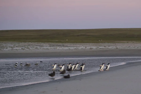 Gentoo Penguin Pygoscelis Papua Heading Sea Early Morning Sandy Beach — Stock Photo, Image