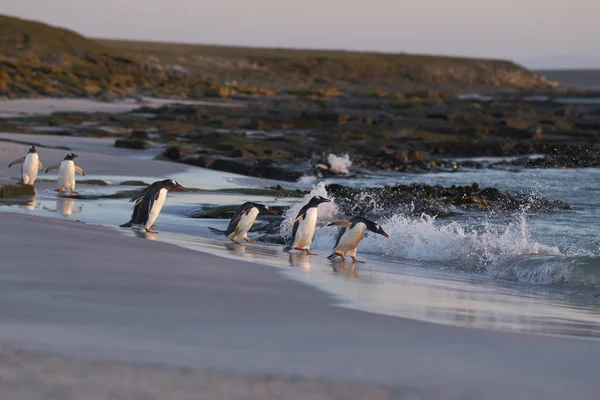 Gentoo Penguin Pygoscelis Papua Dirige Mar Temprano Mañana Desde Una —  Fotos de Stock