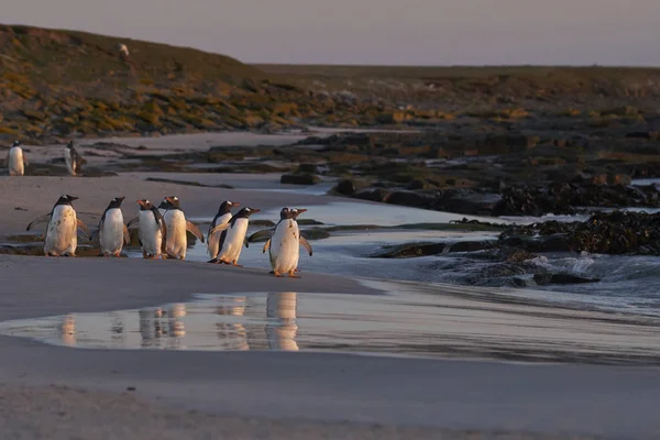 Gentoo Penguin Pygoscelis Papua Kora Reggel Indul Tengerre Falkland Szigeteki — Stock Fotó
