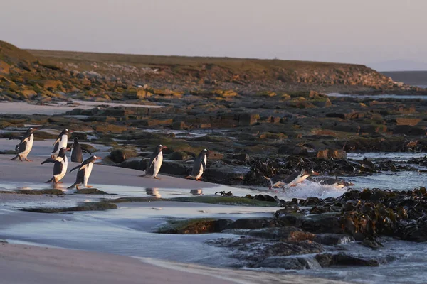 Gentoo Penguin Pygoscelis Papua Kora Reggel Indul Tengerre Falkland Szigeteki — Stock Fotó