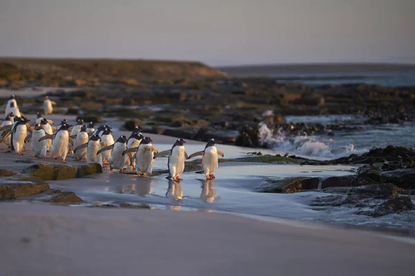 Gentoo Penguin Pygoscelis Papua Dirige Mar Temprano Mañana Desde Una —  Fotos de Stock