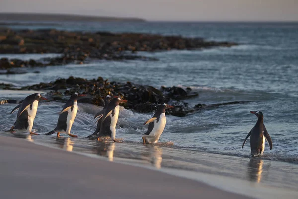 Gentoo Penguin Pygoscelis Papua Míří Moře Časně Ráno Písečné Pláže — Stock fotografie