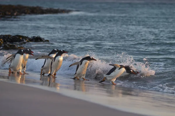 Gentoo Penguin Pygoscelis Papua Kieruje Się Morza Wcześnie Rano Piaszczystej — Zdjęcie stockowe