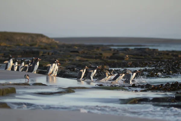 Gentoo Penguin Pygoscelis Papua Κατεύθυνση Προς Θάλασσα Νωρίς Πρωί Από — Φωτογραφία Αρχείου