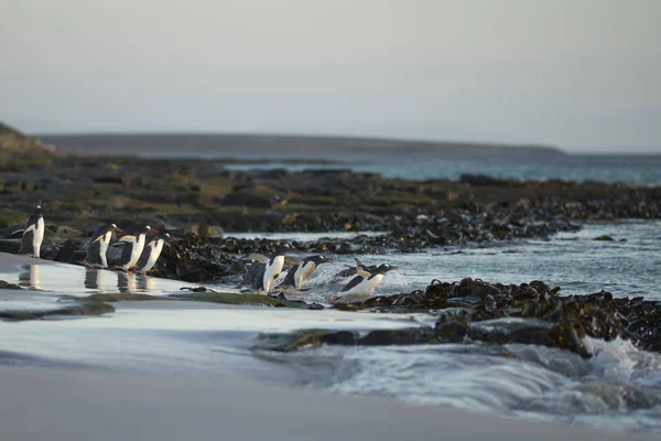 Gentoo Penguin Pygoscelis Papua Kora Reggel Indul Tengerre Falkland Szigeteki — Stock Fotó