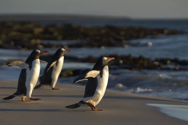 Gentoo Pinguin Pygoscelis Papua Auf Dem Weg Zum Meer Den — Stockfoto