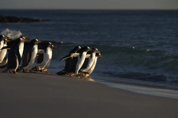 フォークランド諸島のブレーカー島の砂浜から早朝に海に向かう幻灯ペンギン Pygoscelis Papua — ストック写真