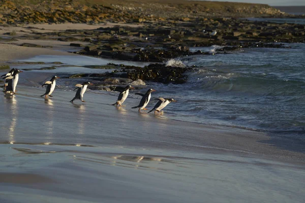 Gentoo Penguin Pygoscelis Papua Heading Sea Early Morning Sandy Beach — Stock Photo, Image