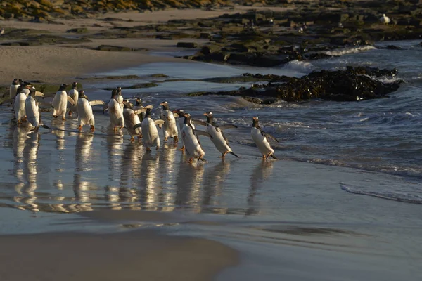 Gentoo Penguin Pygoscelis Papua Dirige Mar Temprano Mañana Desde Una —  Fotos de Stock