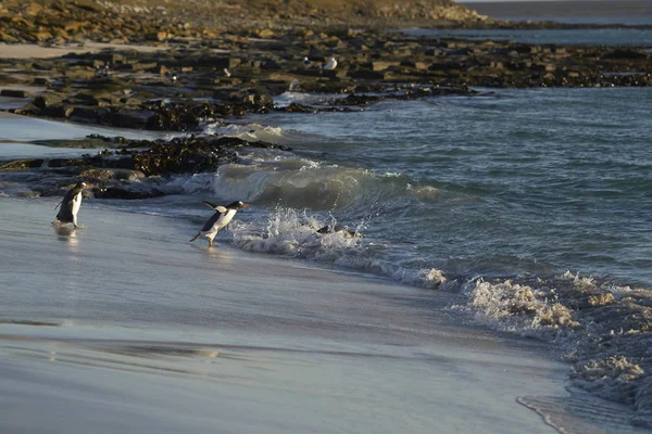 Gentoo Penguin Pygoscelis Papua Weg Naar Zee Vroeg Ochtend Van — Stockfoto