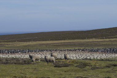 Falkland Adaları 'ndaki Bleaker Adası' ndaki Imperial Shag (Phalacrocorax atriceps albiventer) kolonisinin önünde toplanır..                      