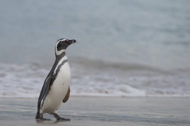 Macellan Pengueni (Spheniscus magellanicus) Falkland Adaları 'ndaki Bleaker Adası' ndaki kumlu büyük bir sahilde denizden karaya çıkar..